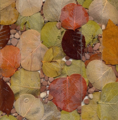 ADONITE ROSA ASIAGO WITH AUTUMN LEAVES